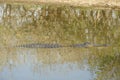 Saltwater Crocodile, Yellow River, Australia Royalty Free Stock Photo