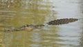 Saltwater Crocodile, Yellow River, Australia Royalty Free Stock Photo