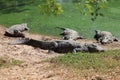 Saltwater Crocodiles at the Crocodile zoo in Chennai Royalty Free Stock Photo