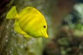 Saltwater Fish species: Yellow Tang Zebrasoma flavescens Royalty Free Stock Photo