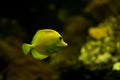 Saltwater Fish species: Yellow Tang Zebrasoma flavescens Royalty Free Stock Photo