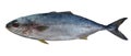 Saltwater fish tuna
