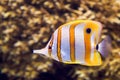 A saltwater fish under water