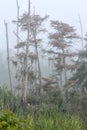 In the fog, a forest of dead and dying cypress trees in the Guste Island marsh near Madisonville, Louisiana