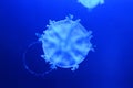 A saltwater jellyfish