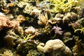 Saltwater reef