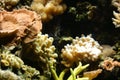 Saltwater reef