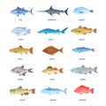 Saltwater And River Fishes. Cartoon Sea Ocean Fish, Sardine Mackerel Anchovy Tuna Halibut Tilapia Herring Salmon Bream