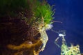 Saltwater rockpool shrimp, Palaemon elegans, searching for food climb on a stone with rich vegetation of green and red algae