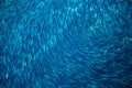 Saltwater sardine colony in ocean. Massive fish school undersea photo. Royalty Free Stock Photo