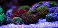 Coral polyps in reef aquarium tank scene