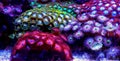 Zoanthus Coral polyps in reef aquarium tank scene Royalty Free Stock Photo