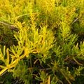 Saltwort Batis maritima Coastal Prairie Everglades