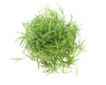 Saltwort