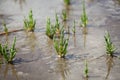 Saltwort - Salicornia europaea Royalty Free Stock Photo