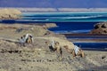 Salty Coastline of the Lake Assal, Djibouti