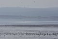 Salty Lagoon of Fuente de Piedra in Malaga a winter foggy morning,