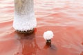 The salty lake with pink water and the beach from salt. Old logs pier on Lake Sasyk in the Crimea