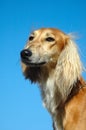 Saluki