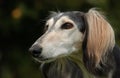 Saluki