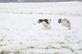 Saluki on coursing