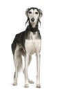 Saluki dog, 12 years old, standing