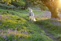 Saluki dog in bluebell wood at sunset.