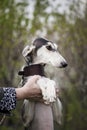 Saluki dog with a brown collar on a background of nature stands on its hind legs and rests on a manÃ¢â¬â¢s hand