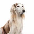 Saluki dog close up portrait isolated on white background. Cute pet, hunting dog, loyal friend,