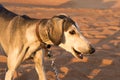 Saluki dog Royalty Free Stock Photo