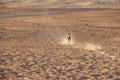 Saluki dog race