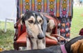 Saluki dog sit on armchairalso known as Persian Greyhound