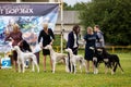 Saluki dogs outdoor on dog show at summer Royalty Free Stock Photo