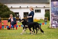 Saluki dogs outdoor on dog show at summer Royalty Free Stock Photo