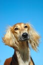 Saluki hound dog portrait