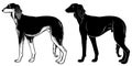 Saluki Hound set 2 Royalty Free Stock Photo