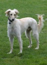 Saluki male, with a feathered coat