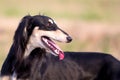 Saluki Persian Greyhound