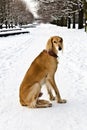 Saluki (Persian Greyhound, Royal Dog of Egypt) at the winter walk