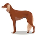 Saluki of persian greyhound
