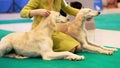 Saluki, Persian greyhounds are in a good mood. Selective focus