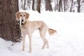 Saluki pup in snow