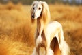 Saluki purebred beautiful breed of dog, background nature