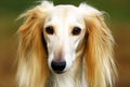 Saluki purebred beautiful breed of dog, background nature