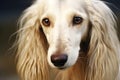 Saluki purebred beautiful breed of dog, background nature