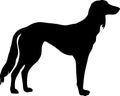 Saluki silhouette black