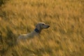 Saluki at sunset in a wheat field. Royalty Free Stock Photo