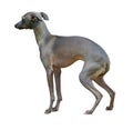 Saluki & x28;Persian greyhound& x29;. adorable saluki puppy on white. Salu