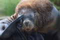 The saluting sea lion