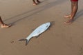 Tarpon fish, megalops atlanticus, in the beach sand, caught by fishermen. Sea food Royalty Free Stock Photo